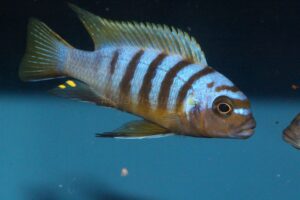 Metriaclima sp. 'zebra long pelvic' Mdoka